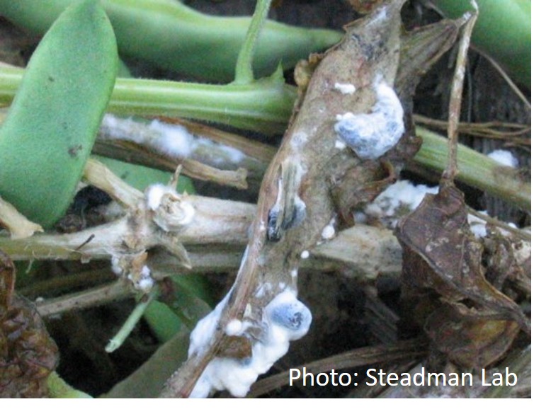 /ARSUserFiles/30600500/images/White mold on bean - Steadman Lab photo.jpg